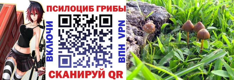 купить наркоту  Мценск  Галлюциногенные грибы Psilocybe 
